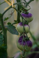 Similar image 21787751