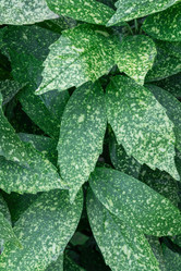 Similar image 21790418