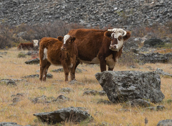 Similar image 21793050