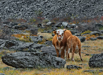 Similar image 21793054