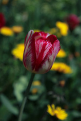 Similar image 21787336