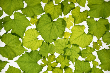 Similar image 21787226