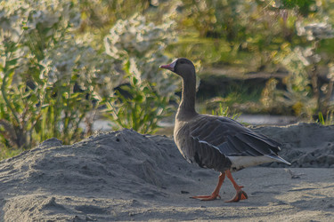 Similar image 21787437