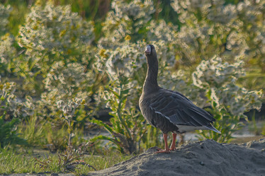 Similar image 21787439