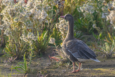 Similar image 21787442