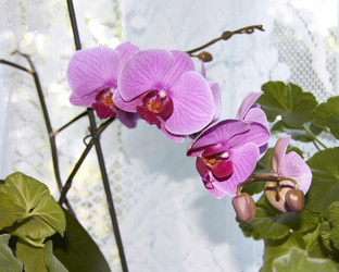 Similar image 21787484