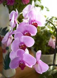 Similar image 21787485