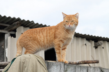 Similar image 21793100