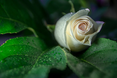 Similar image 21789417