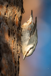 Similar image 21789510