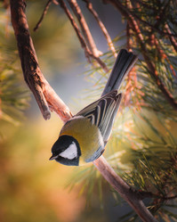 Similar image 21789515