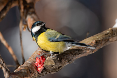 Similar image 21789517