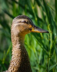 Similar image 21789518