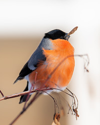 Similar image 21789520