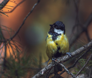 Similar image 21789528