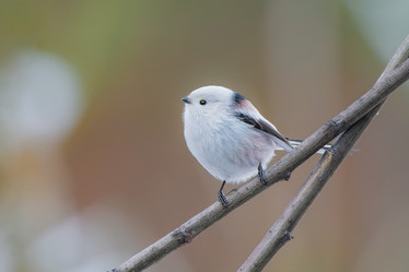 Similar image 21789532