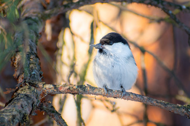 Similar image 21789534