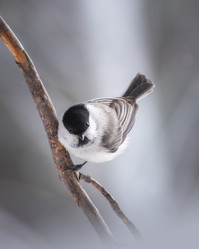 Similar image 21789537