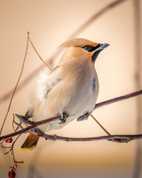 Similar image 21789539