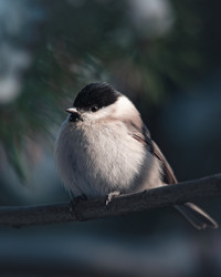 Similar image 21789547