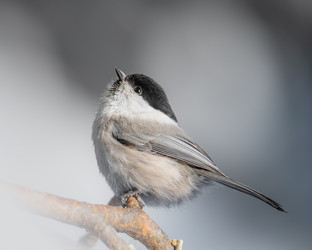 Similar image 21789548