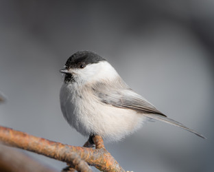 Similar image 21789549