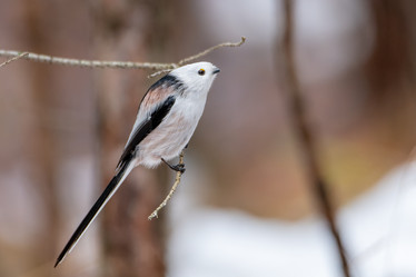 Similar image 21789550