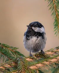 Similar image 21789553