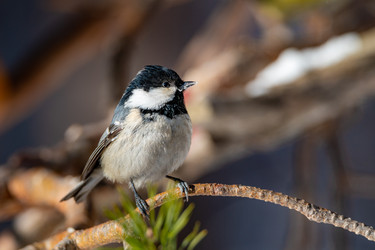 Similar image 21789554