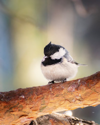 Similar image 21789555