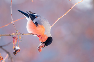 Similar image 21789556