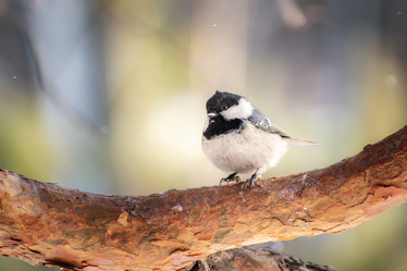 Similar image 21789558