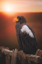 Similar image 21789564