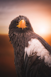 Similar image 21789565