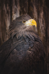 Similar image 21789567