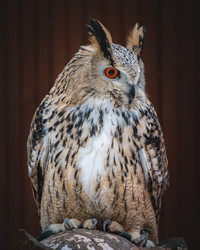 Similar image 21789572