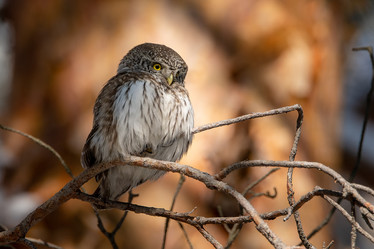 Similar image 21789575