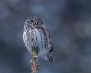 Similar image 21789579