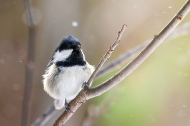 Similar image 21789582