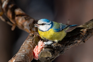 Similar image 21789585