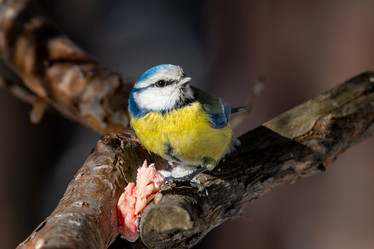 Similar image 21789587