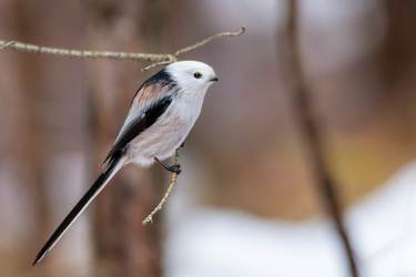 Similar image 21789591