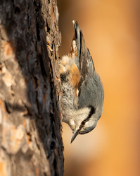 Similar image 21789597