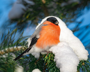 Similar image 21789599