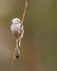 Similar image 21789605