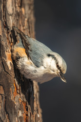 Similar image 21789606