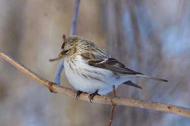 Similar image 21789963