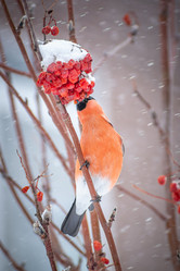 Similar image 21789611