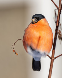 Similar image 21789616