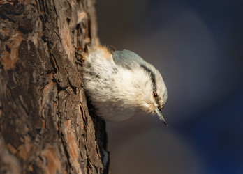 Similar image 21789617